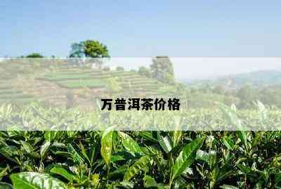 万普洱茶价格