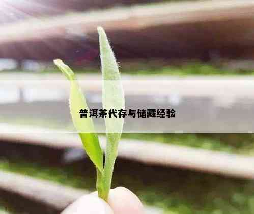 普洱茶代存与储藏经验