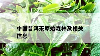 中国普洱茶原始森林及相关信息