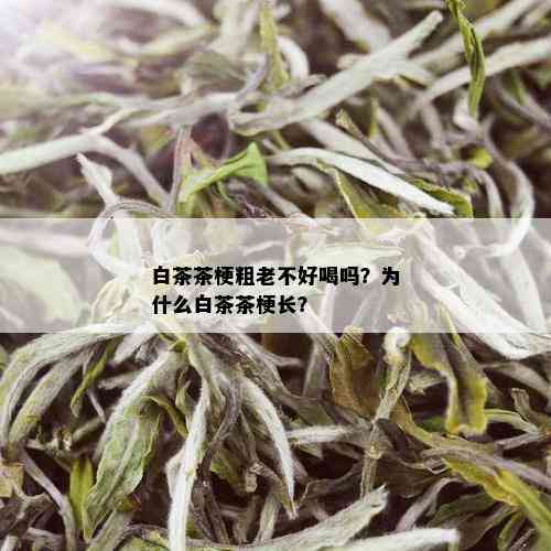 白茶茶梗粗老不好喝吗？为什么白茶茶梗长？