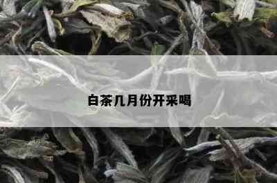 白茶几月份开采喝