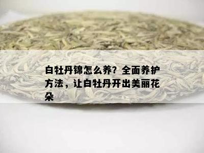 白牡丹锦怎么养？全面养护方法，让白牡丹开出美丽花朵