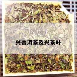 兴普洱茶及兴茶叶