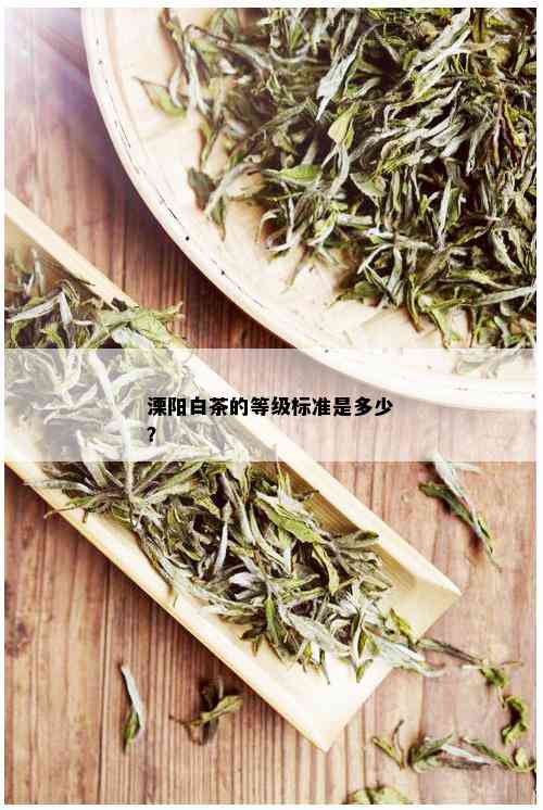 溧阳白茶的等级标准是多少？