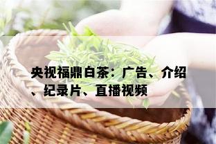 央视福鼎白茶：广告、介绍、纪录片、直播视频