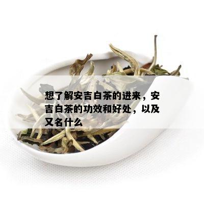 想了解安吉白茶的进来，安吉白茶的功效和好处，以及又名什么