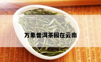 万象普洱茶园在云南