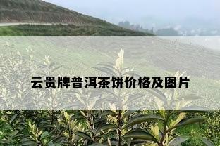 云贵牌普洱茶饼价格及图片