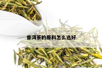 普洱茶的原料怎么选好