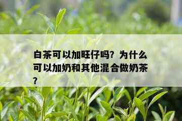 白茶可以加旺仔吗？为什么可以加奶和其他混合做奶茶？