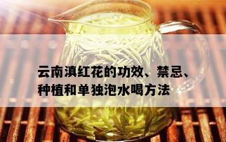 云南滇红花的功效、禁忌、种植和单独泡水喝方法