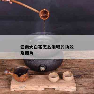 云南大白茶怎么泡喝的功效及图片