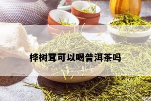 桦树茸可以喝普洱茶吗