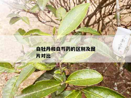 白牡丹和白芍的区别及图片对比