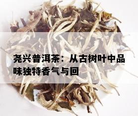 尧兴普洱茶：从古树叶中品味独特香气与回