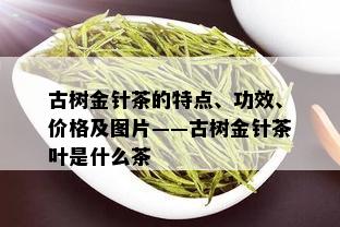 古树金针茶的特点、功效、价格及图片——古树金针茶叶是什么茶