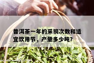 普洱茶一年的采摘次数和适宜饮用节，产量多少吨？