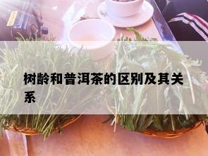 树龄和普洱茶的区别及其关系