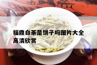 福鼎白茶是饼子吗图片大全高清欣赏