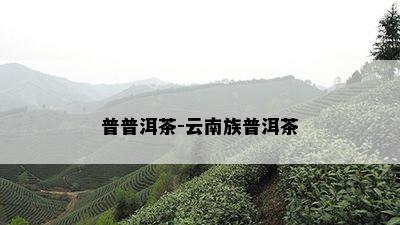 普普洱茶-云南族普洱茶