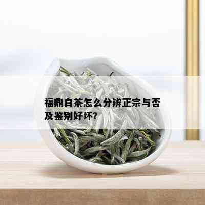 福鼎白茶怎么分辨正宗与否及鉴别好坏？