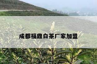 成都福鼎白茶厂家加盟