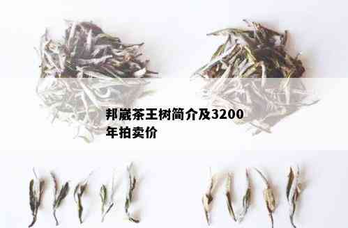 邦崴茶王树简介及3200年拍卖价