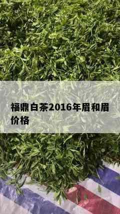 福鼎白茶2016年眉和眉价格