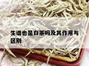 生谱也是白茶吗及其作用与区别