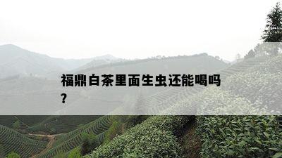 福鼎白茶里面生虫还能喝吗？