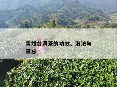 青坩普洱茶的功效、泡法与禁忌