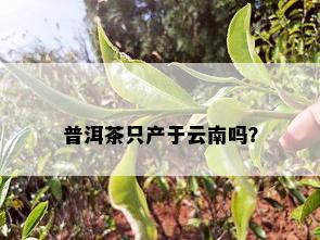 普洱茶只产于云南吗？