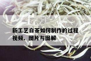 新工艺白茶如何制作的过程视频、图片与图解