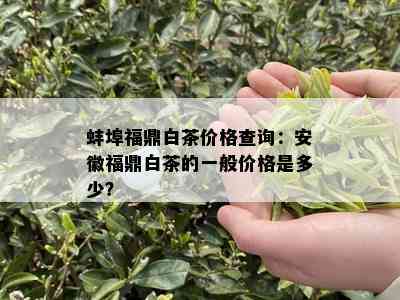 蚌埠福鼎白茶价格查询：安徽福鼎白茶的一般价格是多少？