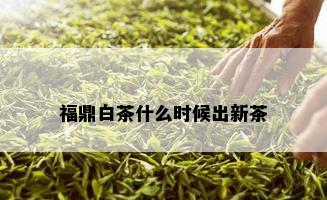 福鼎白茶什么时候出新茶