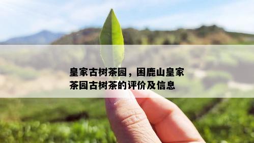 皇家古树茶园，困鹿山皇家茶园古树茶的评价及信息