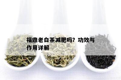 福鼎老白茶减肥吗？功效与作用详解