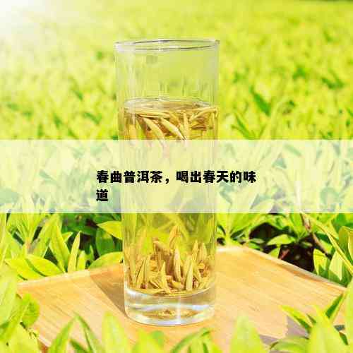 春曲普洱茶，喝出春天的味道