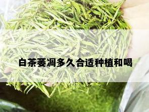 白茶萎凋多久合适种植和喝