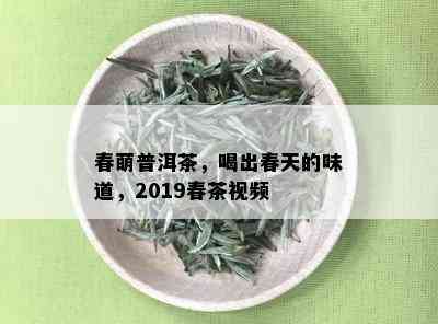 春萌普洱茶，喝出春天的味道，2019春茶视频