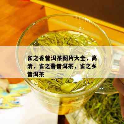 雀之香普洱茶图片大全，高清，雀之春普洱茶，雀之乡普洱茶