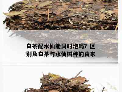 白茶配水仙能同时泡吗？区别及白茶与水仙树种的由来