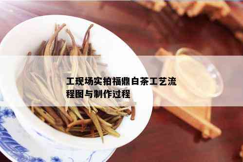 工现场实拍福鼎白茶工艺流程图与制作过程