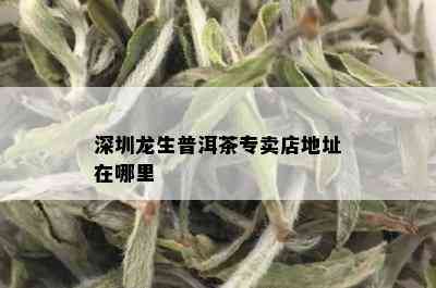 深圳龙生普洱茶专卖店地址在哪里