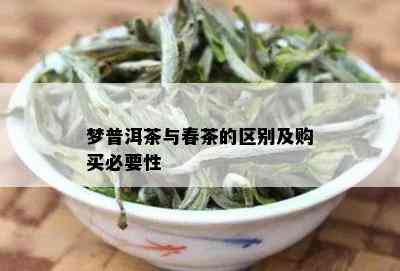 梦普洱茶与春茶的区别及购买必要性