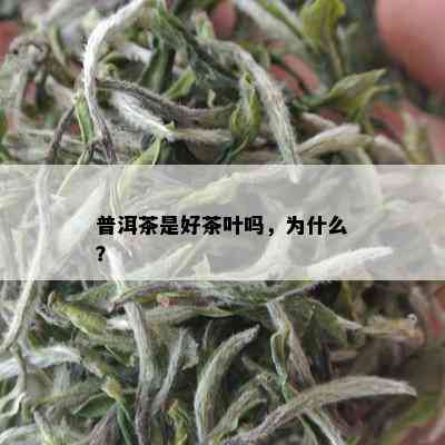 普洱茶是好茶叶吗，为什么？