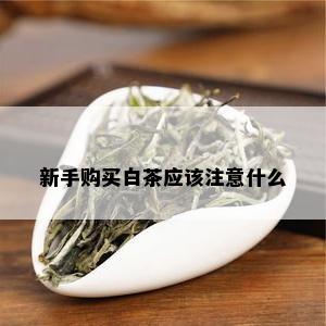 新手购买白茶应该注意什么