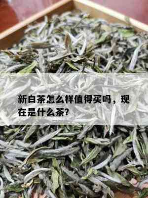 新白茶怎么样值得买吗，现在是什么茶？