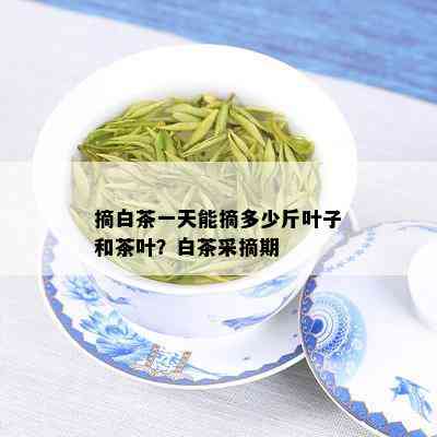 摘白茶一天能摘多少斤叶子和茶叶？白茶采摘期