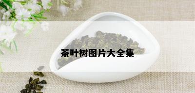 茶叶树图片大全集